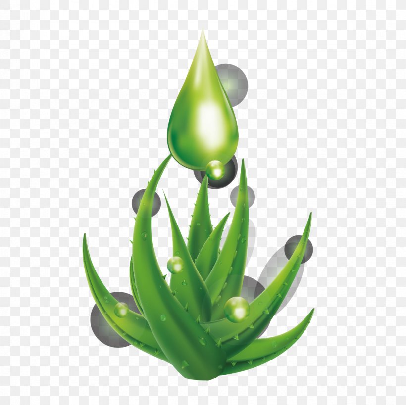 Aloe Vera Leaf Drop Water, PNG, 1181x1181px, Aloe Vera, Aloe, Drop, Flowerpot, Google Images Download Free