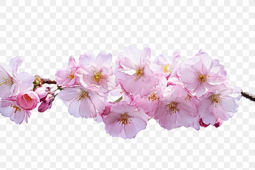 Cherry Blossom, PNG, 960x640px, Flower, Blossom, Branch, Cherry Blossom, Cut Flowers Download Free