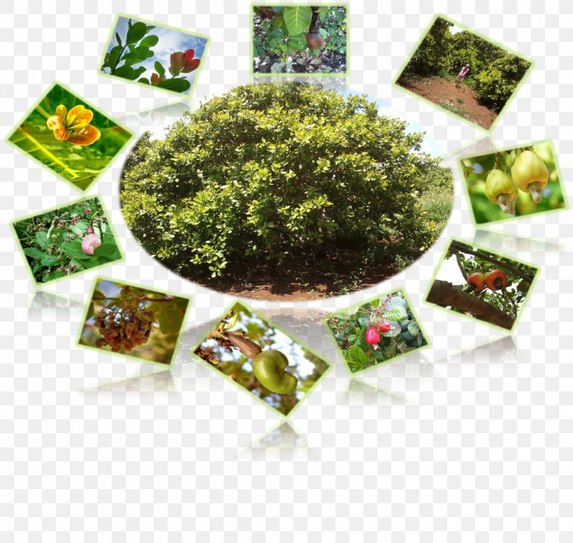 Herbalism Leaf Vegetable Laver Flowerpot, PNG, 1054x1000px, Herb, Flowerpot, Grass, Herbalism, Laver Download Free