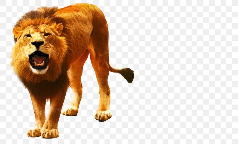 Lion Image Roar Vector Graphics, PNG, 1024x620px, Lion, Big Cats, Carnivore, Felidae, Lions Roar Download Free