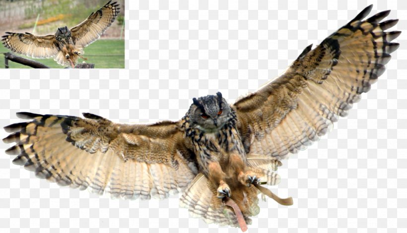 Philippine Eagle-owl Eurasian Eagle-owl Snowy Owl Bird, PNG, 1024x588px, Owl, Accipitriformes, Barn Owl, Beak, Bird Download Free