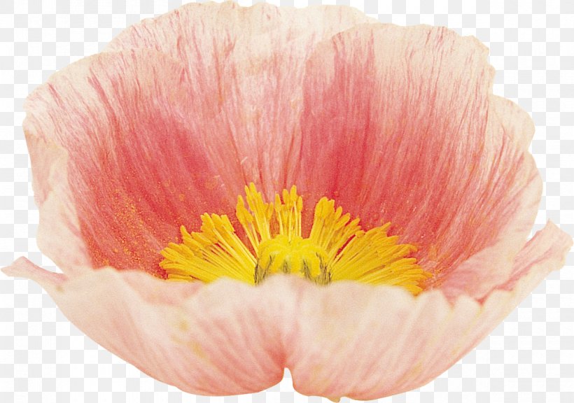 Poppy Flower Google Images Blume, PNG, 1200x844px, 2017, Poppy, Advertising, Blume, Flower Download Free