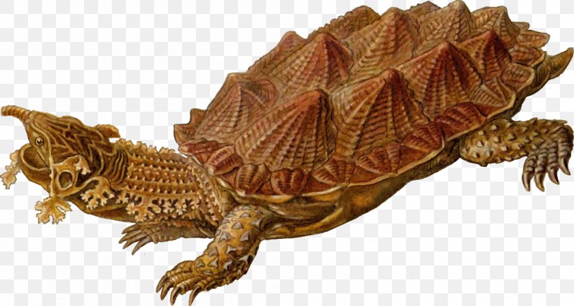 Turtle Shell Prehistory Reptile Clip Art, PNG, 999x534px, Turtle, Animal Figure, Box Turtle, Chelydridae, Common Snapping Turtle Download Free