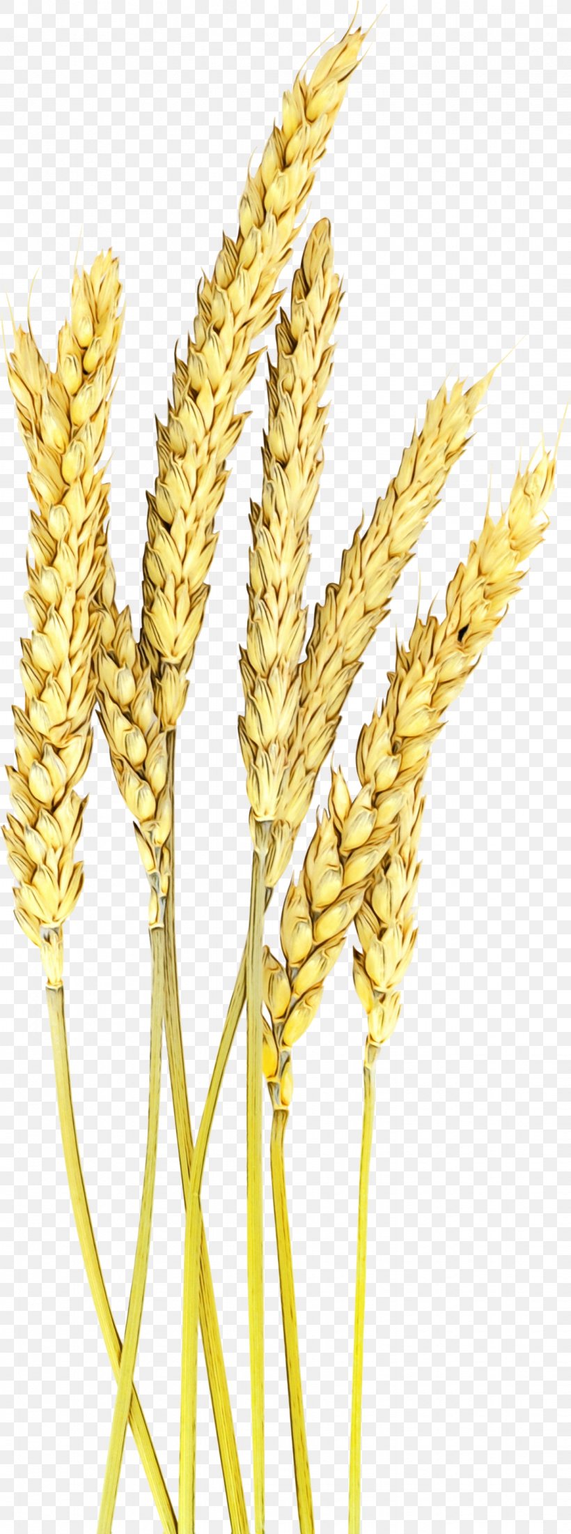 Wheat, PNG, 1118x3000px, Watercolor, Barley, Cereal Germ, Einkorn Wheat, Elymus Repens Download Free