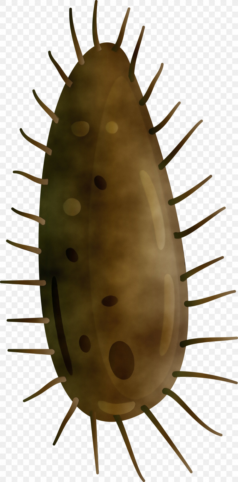 Cactus, PNG, 1483x3000px, Virus, Barbary Fig, Cactus, Insect, Paint Download Free