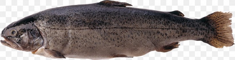 Fish Trout Salmonids Atlantic Salmon, PNG, 2201x569px, Fish, Animal Figure, Atlantic Salmon, Fauna, Fish Fin Download Free