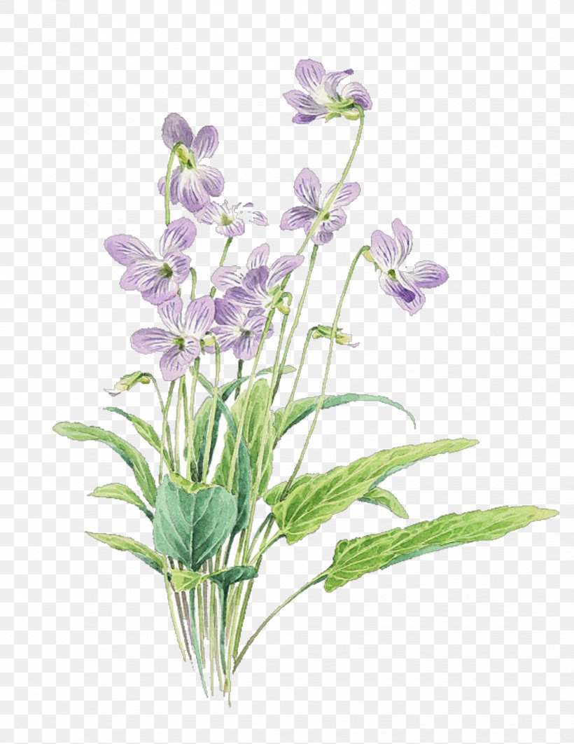Flower Flowering Plant Plant Violet Cut Flowers, PNG, 1754x2272px, Flower, Bellflower, Bellflower Family, Cut Flowers, Dendrobium Download Free