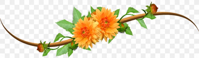 No Orange Clip Art, PNG, 1117x326px, Flower, Chrysanthemum, Color, Cut Flowers, Floral Design Download Free