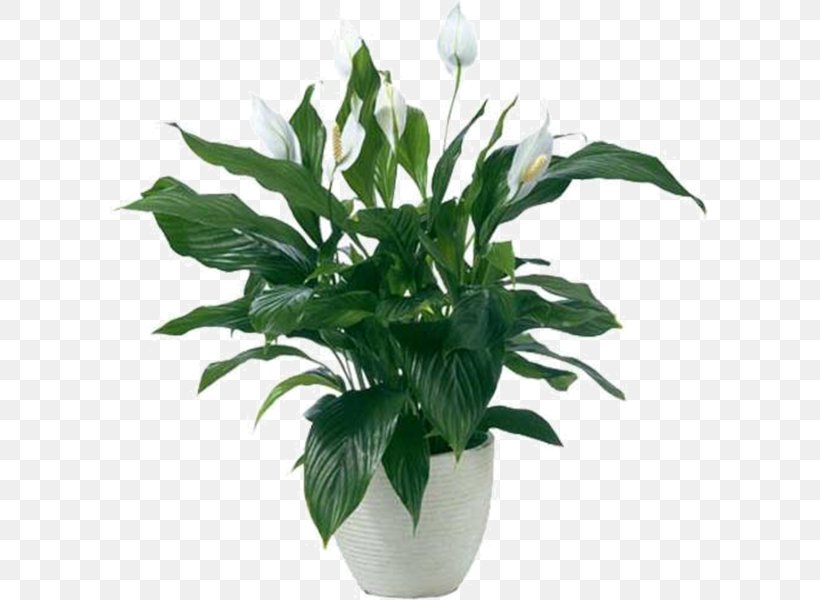 Peace Lily Houseplant Ornamental Plant Bog Arum, PNG, 600x600px, Peace Lily, Areca Palm, Arumlily, Aspidistra, Bog Arum Download Free