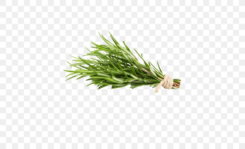 Rosemary Herb Food Health Oil, PNG, 500x500px, Rosemary, Anzac Day, Camphor, Carnosic Acid, Commodity Download Free