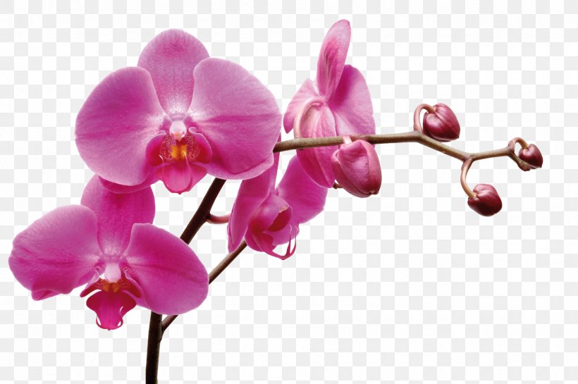 Thai Orchids Co., Ltd. Moth Orchids Dendrobium ซอย พุทธบูชา 39 แยก 1-1, PNG, 1690x1124px, Moth Orchids, Blossom, Branch, Dendrobium, Flora Download Free