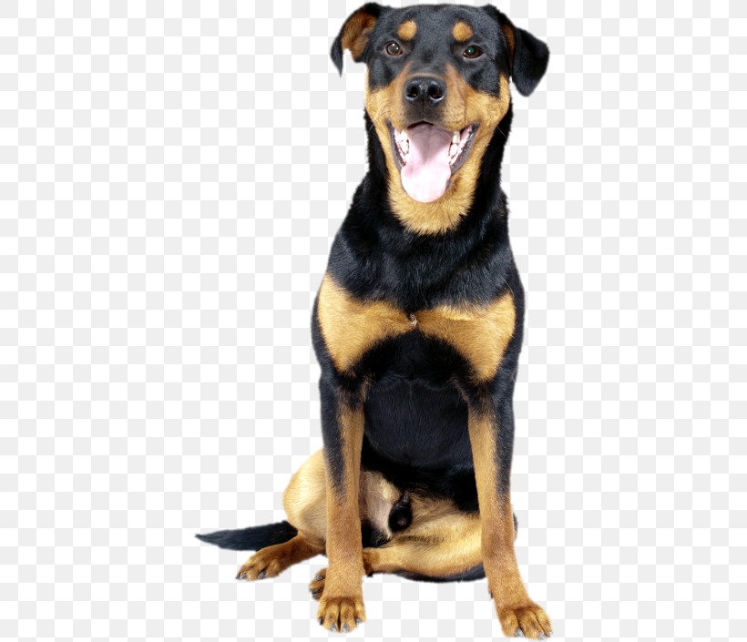 Dog Rottweiler Huntaway Black And Tan Terrier German Pinscher, PNG, 400x705px, Dog, Black And Tan Terrier, Companion Dog, German Pinscher, Huntaway Download Free
