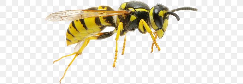 Hornet Characteristics Of Common Wasps And Bees Insect, PNG, 516x284px, Hornet, Africanized Bee, Arthropod, Bee, Bumblebee Download Free