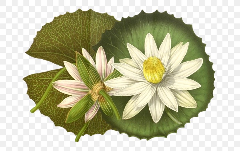 Nymphaea Lotus Illustration Design Stock Photography, PNG, 700x515px, Nymphaea Lotus, Alamy, Aquatic Plant, Botanical Illustration, Botany Download Free