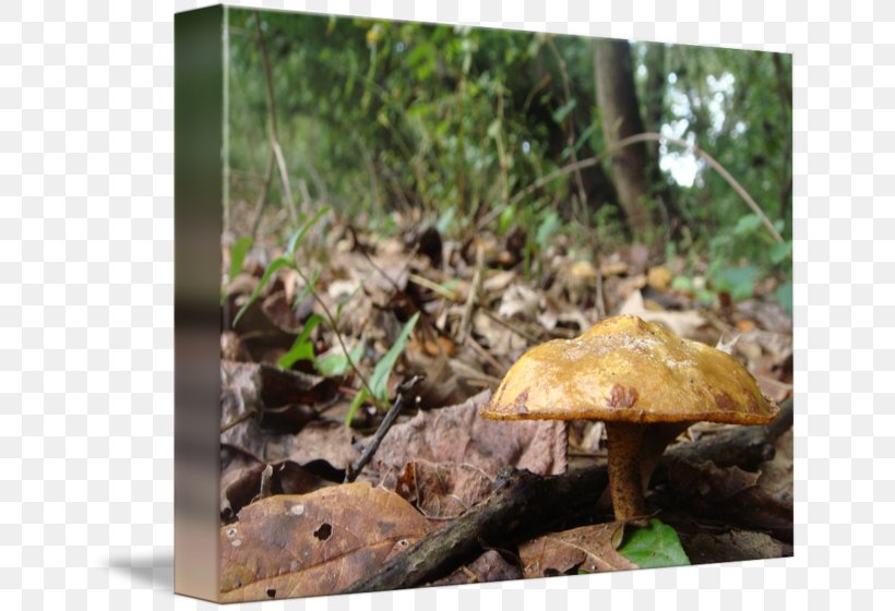 Boletus Edulis Matsutake Penny Bun Bolete Mushroom, PNG, 650x560px, Boletus Edulis, Agaric, Agaricomycetes, Bolete, Edible Mushroom Download Free