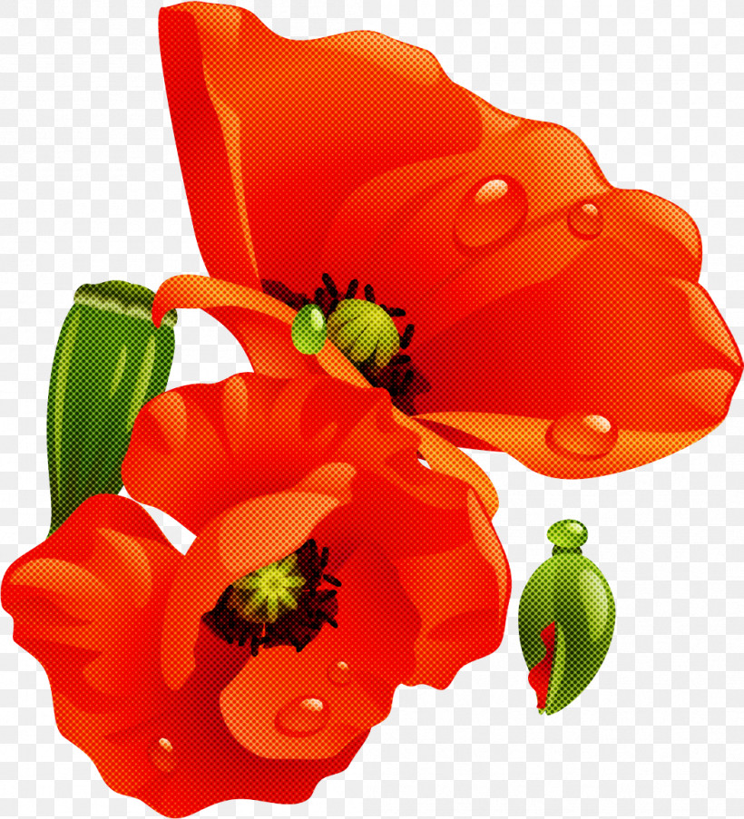 Cut Flowers Petal Flower, PNG, 1051x1158px, Cut Flowers, Flower, Petal Download Free