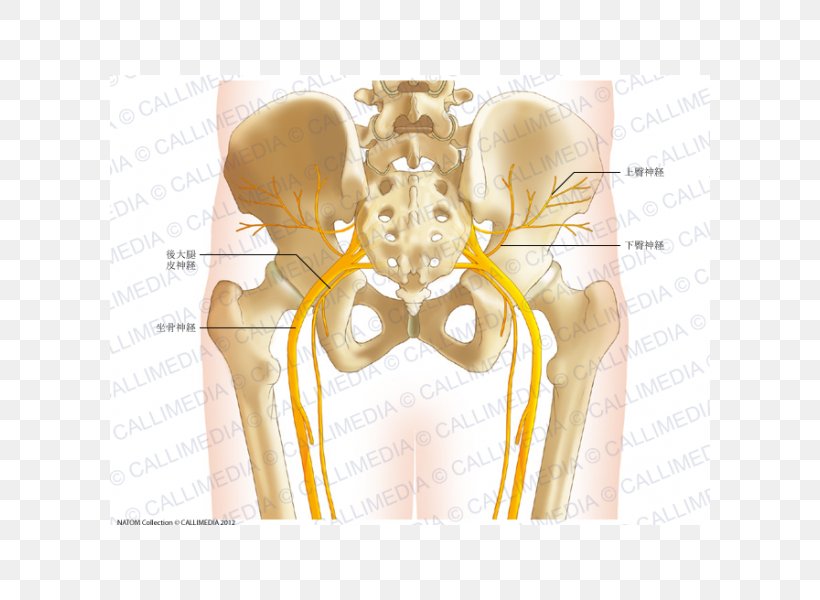 Pelvis Anatomy Human Skeleton Hip Bone Human Body, PNG, 600x600px ...