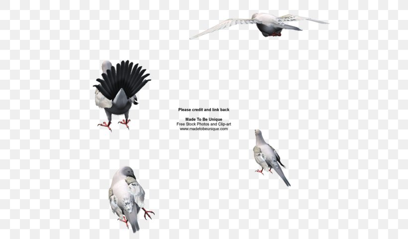 Columbidae Mourning Dove DeviantArt Artist, PNG, 600x480px, Columbidae, Art, Artist, Beak, Bird Download Free