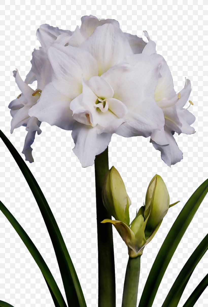 Flower Plant Cut Flowers Petal Amaryllis Belladonna, PNG, 1352x2000px, Watercolor, Amaryllis Belladonna, Amaryllis Family, Crinum, Cut Flowers Download Free