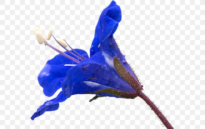 Flower, PNG, 578x516px, Flower, Blue, Cobalt Blue, Electric Blue, Plant Download Free