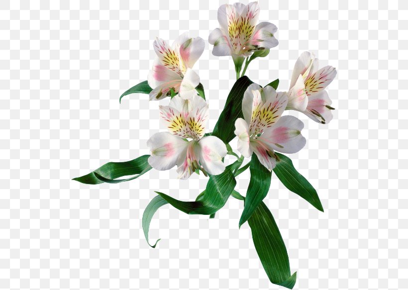 Lily Of The Incas Cut Flowers Spring, PNG, 536x583px, Lily Of The Incas, Almindelig Rug, Alstroemeriaceae, Bead, Blossom Download Free