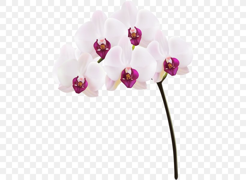 Moth Orchids Clip Art, PNG, 481x600px, Moth Orchids, Blossom, Cut Flowers, Flower, Flowering Plant Download Free