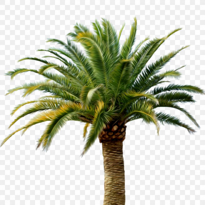 Palm Trees Clip Art Image, PNG, 970x970px, Palm Trees, Arecales, Attalea Speciosa, Borassus Flabellifer, Botany Download Free
