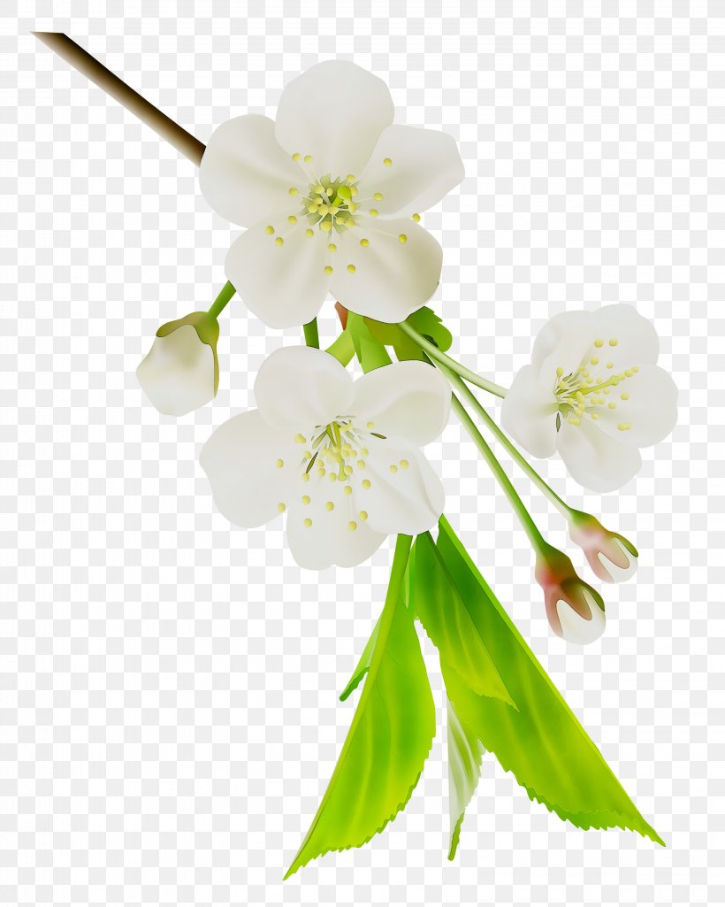 ST.AU.150 MIN.V.UNC.NR AD Cherry Blossom Cut Flowers Petal, PNG, 3192x3993px, Stau150 Minvuncnr Ad, Blossom, Botany, Branch, Cherries Download Free