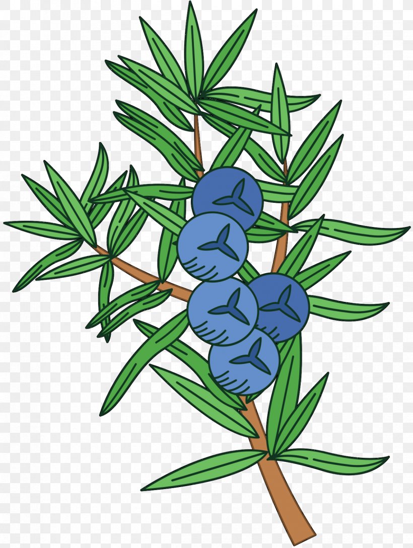 Vector Graphics Illustration Clip Art Leaf, PNG, 1212x1610px, Leaf, American Larch, Berries, Botany, Branch Download Free