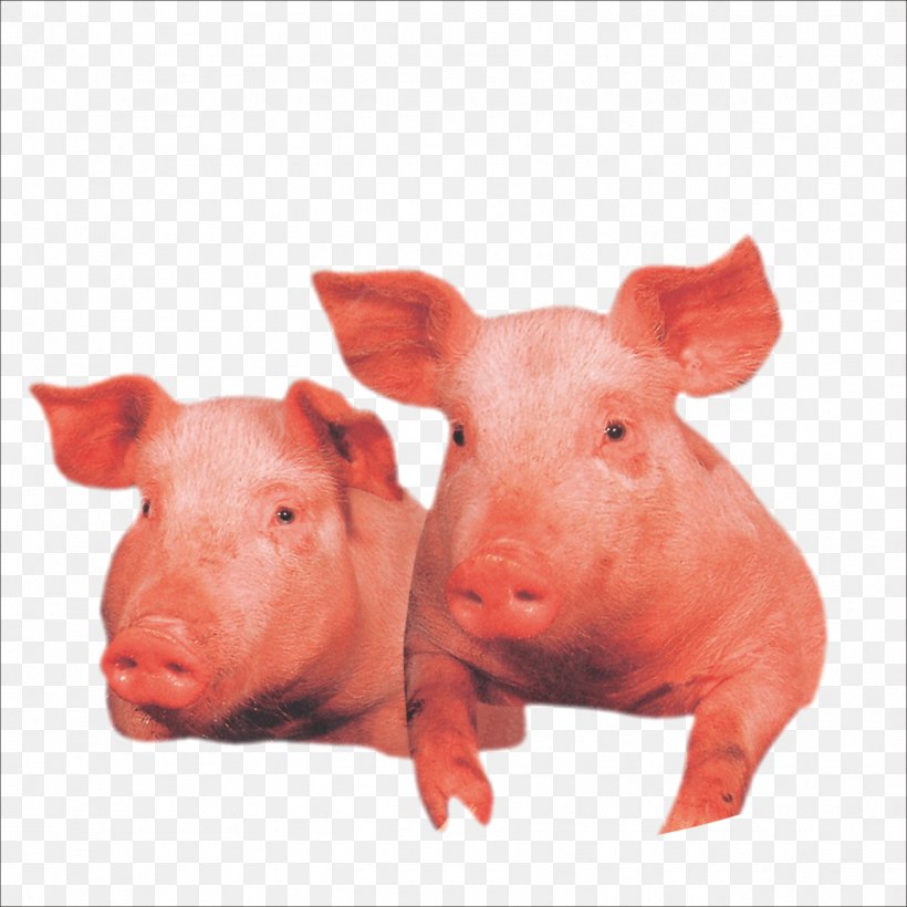 Domestic Pig Wilbur Livestock, PNG, 1773x1773px, Domestic Pig, Gratis, Livestock, Mammal, Pig Download Free