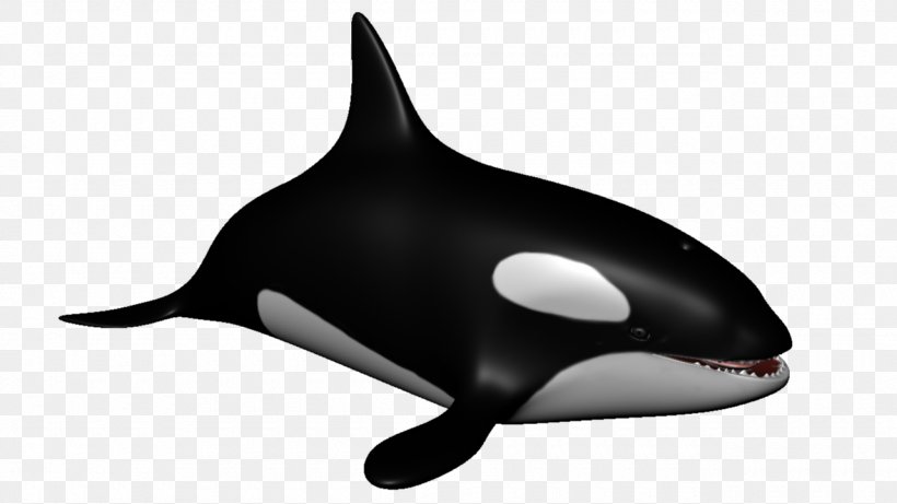 Killer Whale Dolphin Porpoise Cetacea Aquatic Animal, PNG, 1280x720px, Killer Whale, Aquatic Animal, Black, Black M, Cetacea Download Free