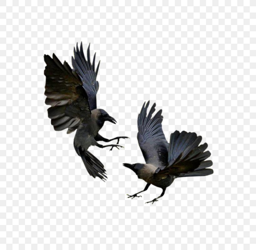 Common Raven American Crow Bird Western Jackdaw, PNG, 633x800px, Common Raven, American Crow, Animal, Art, Beak Download Free