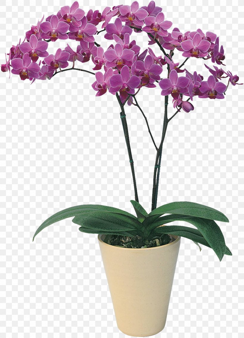 Flower Orchids Blossom Glass Ebru Hobi Market, PNG, 864x1200px, Flower, Artificial Flower, Blossom, Cattleya, Coffee Tables Download Free