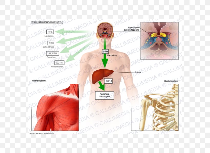 Growth Hormone Pituitary Gland Adrenocorticotropic Hormone Development Of The Human Body, PNG, 600x600px, Watercolor, Cartoon, Flower, Frame, Heart Download Free