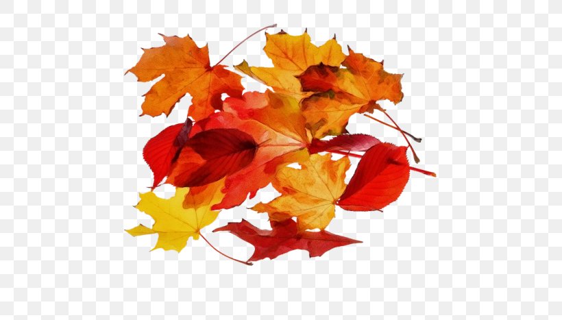 Red Maple Leaf, PNG, 700x467px, Watercolor, Acer Japonicum, Autumn, Autumn Leaf Color, Black Maple Download Free