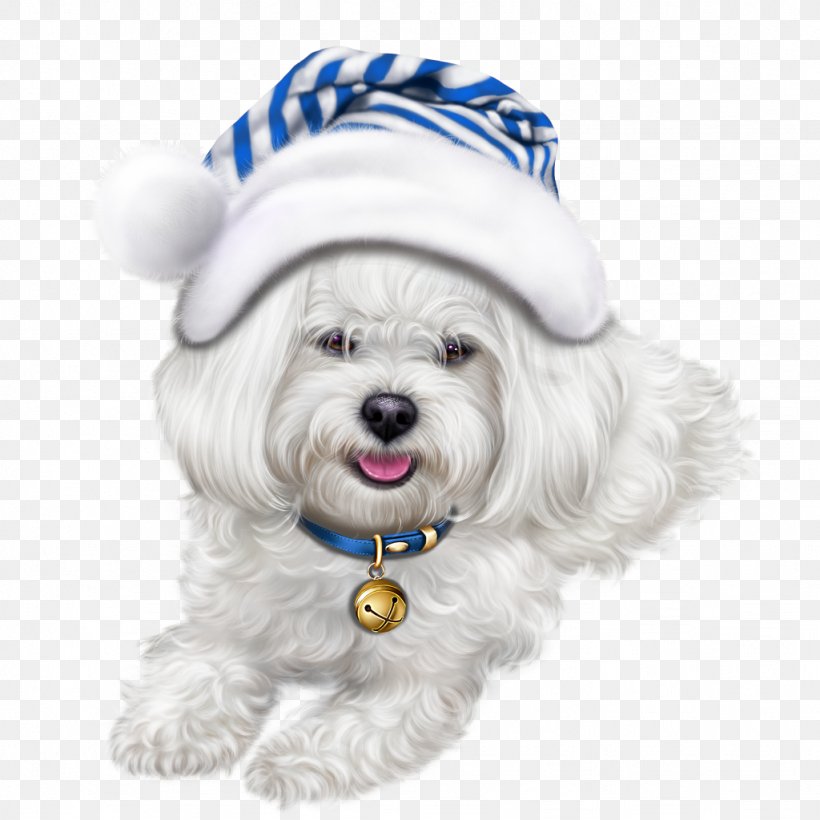 Shih Tzu Havanese Dog Puppy Maltese Dog Lhasa Apso, PNG, 1024x1024px, Shih Tzu, Bichon, Bichon Frise, Carnivoran, Cat Download Free