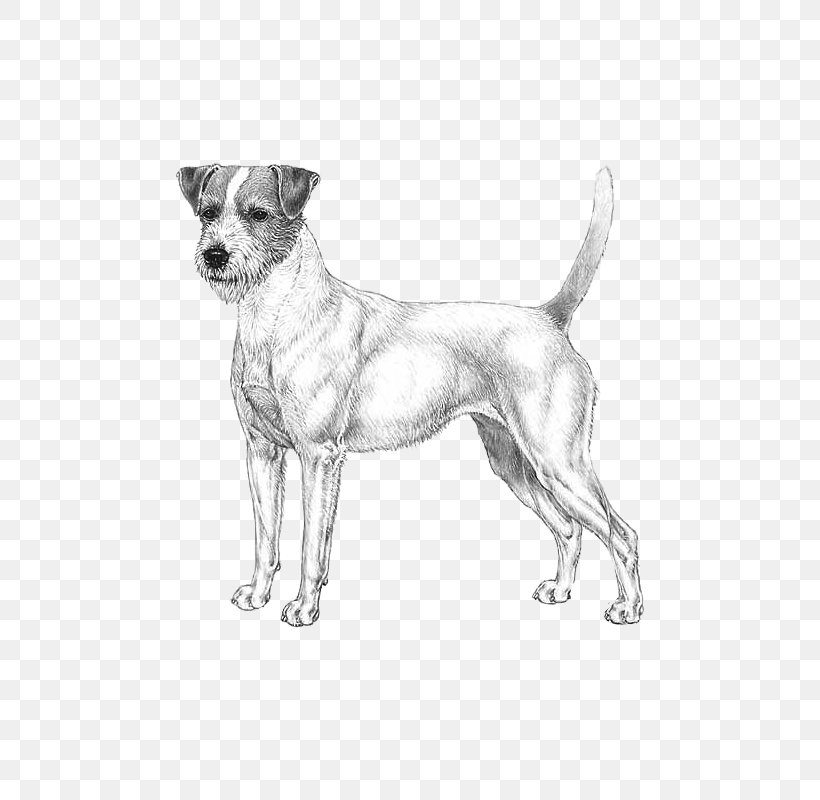 Dog Breed Companion Dog Paw, PNG, 800x800px, Dog Breed, Black And White, Breed, Carnivoran, Companion Dog Download Free