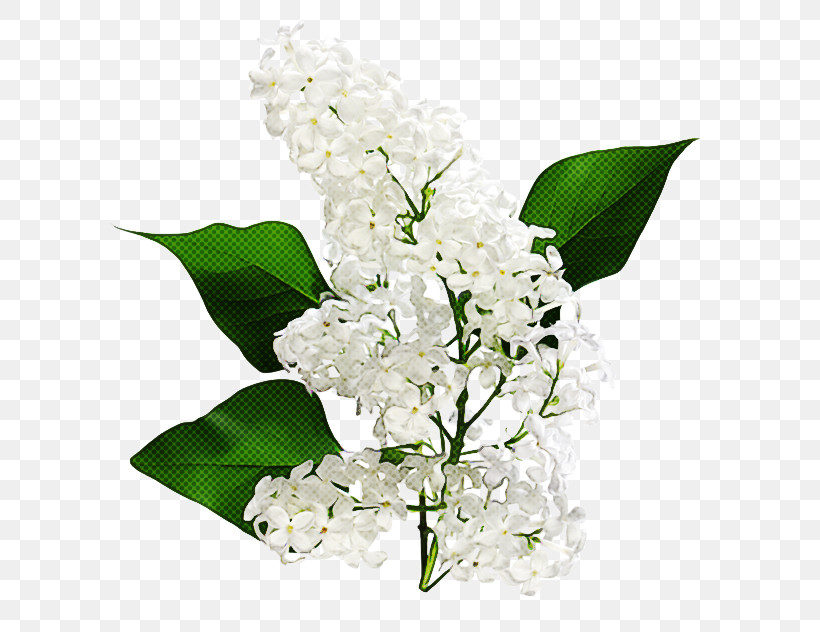 Flower White Lily Of The Valley Plant Cut Flowers, PNG, 600x632px, Flower, Bouquet, Cut Flowers, Dendrobium, Lilac Download Free
