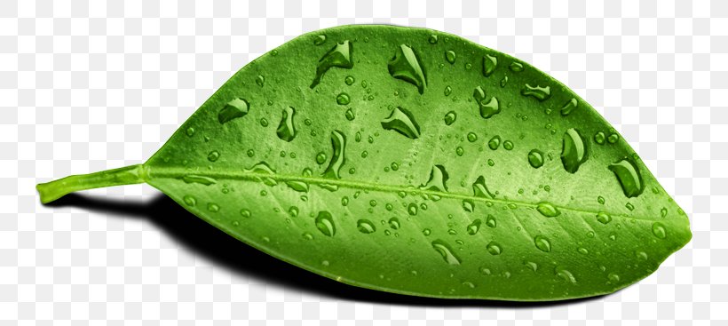 Steadcross Leaf Dew Drop Water, PNG, 800x367px, Leaf, Business, Business Development, Customer, Dew Download Free