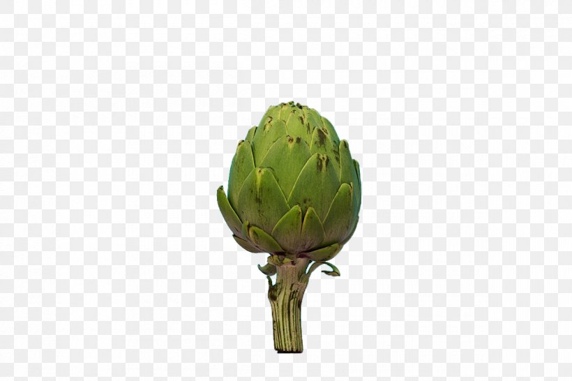 Artichoke Plant Stem, PNG, 1200x800px, Artichoke, Cynara, Plant, Plant Stem Download Free