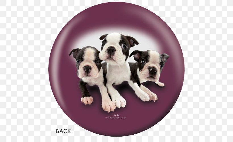 Boston Terrier Old English Bulldog Olde English Bulldogge Toy Bulldog Valley Bulldog, PNG, 500x500px, Boston Terrier, Breed, Bulldog, Bulldog Breeds, Carnivoran Download Free