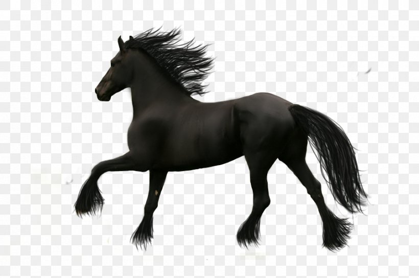 Friesian Horse, PNG, 900x598px, Friesian Horse, Black And White, Bridle, Computer Graphics, Deviantart Download Free