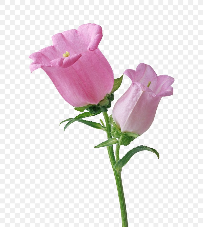 Happiness Wallpaper, PNG, 650x915px, Happiness, Artificial Flower, Blessing, Bud, Cut Flowers Download Free