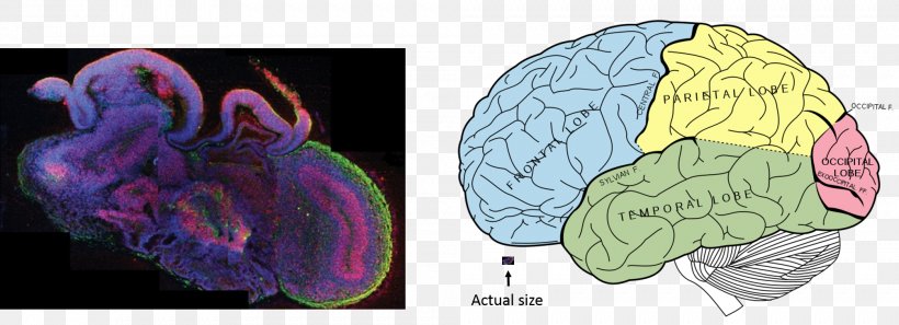 Lobes Of The Brain Frontal Lobe Human Brain Parietal Lobe, PNG, 2009x728px, Watercolor, Cartoon, Flower, Frame, Heart Download Free