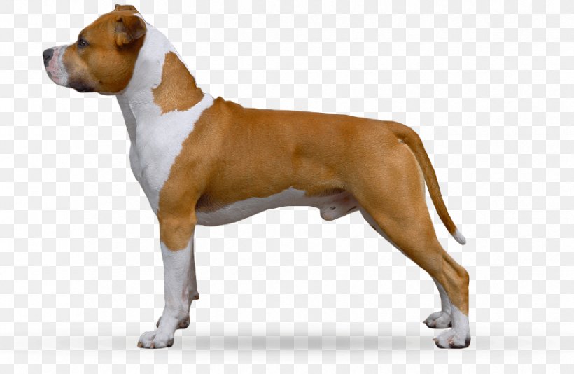 American Staffordshire Terrier Dog Breed Boxer Olde English Bulldogge Staffordshire Bull Terrier, PNG, 875x570px, American Staffordshire Terrier, Blue Nose, Boxer, Breeder, Bulldog Download Free