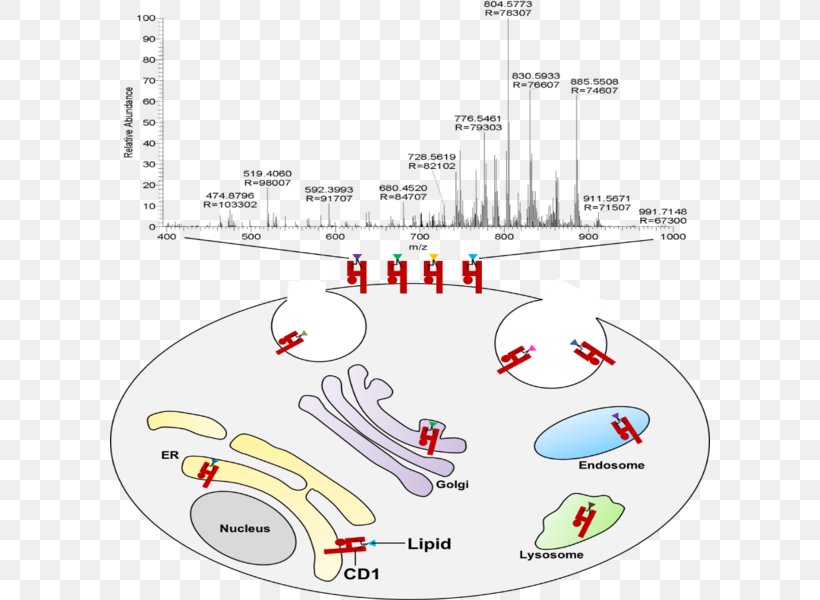 Antigen Lipid CD1D /m/02csf T Cell, PNG, 600x600px, Antigen, Area, Cell, Diagram, Drawing Download Free