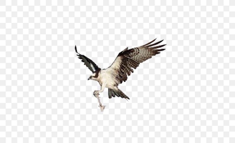 Bird Of Prey Crane Eagle, PNG, 500x500px, Bird, Accipitriformes, Beak, Bird Of Prey, Crane Download Free