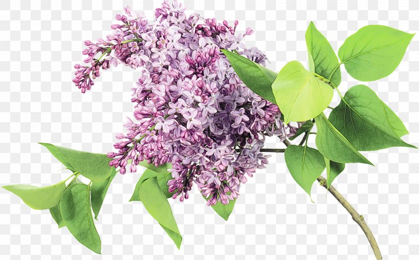Flower Lilac Plant Lilac Purple, PNG, 3512x2186px, Watercolor, Branch, Buddleia, Flower, Lilac Download Free