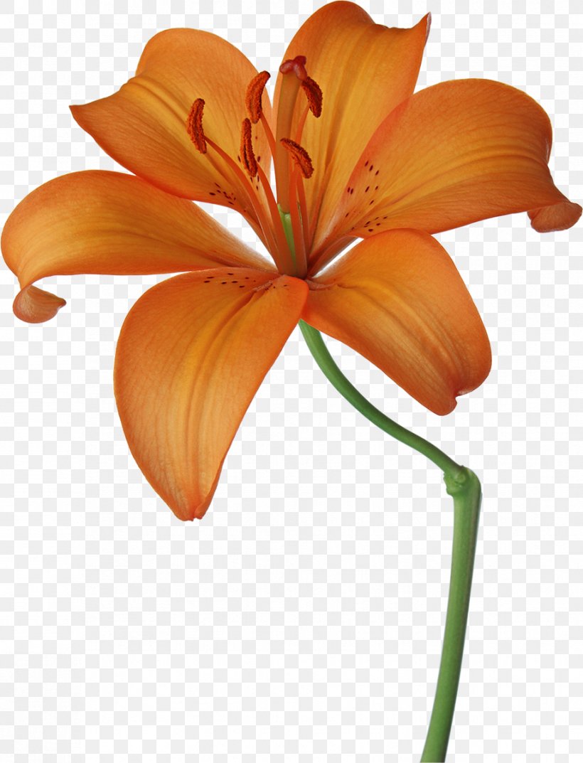 Flower Lilium Floral Design Photography, PNG, 917x1200px, Flower, Daylily, Floral Design, Flowering Plant, Garden Roses Download Free