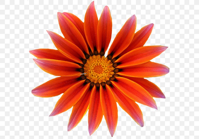 Gazania Free Download, PNG, 592x574px, Scalable Vector Graphics, Building Designconstruction, Chrysanths, Close Up, Dahlia Download Free